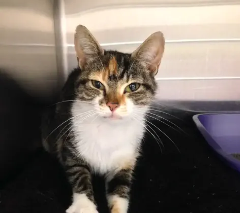 Cat in a boarding kennel